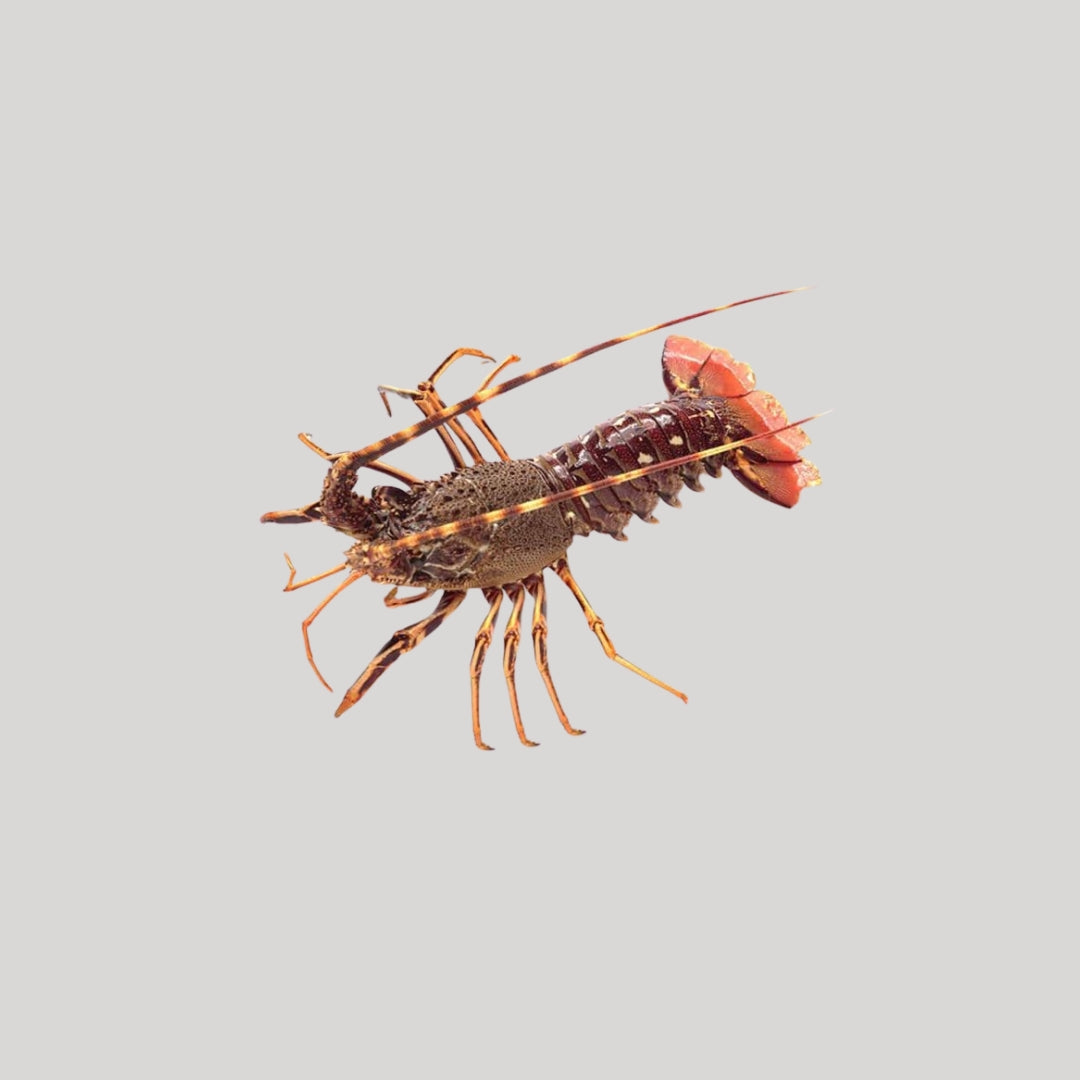 Aragosta viva