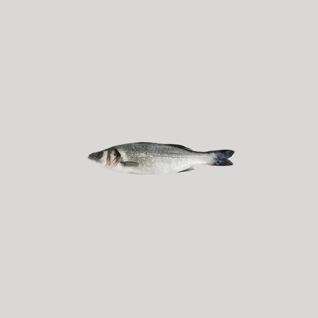 Spigola pescata