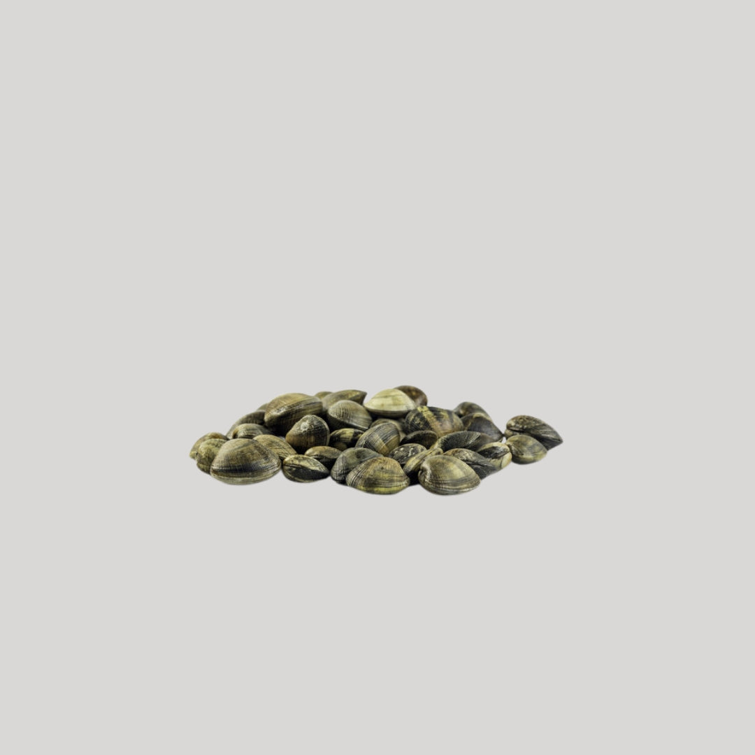 Vongole veraci fresche