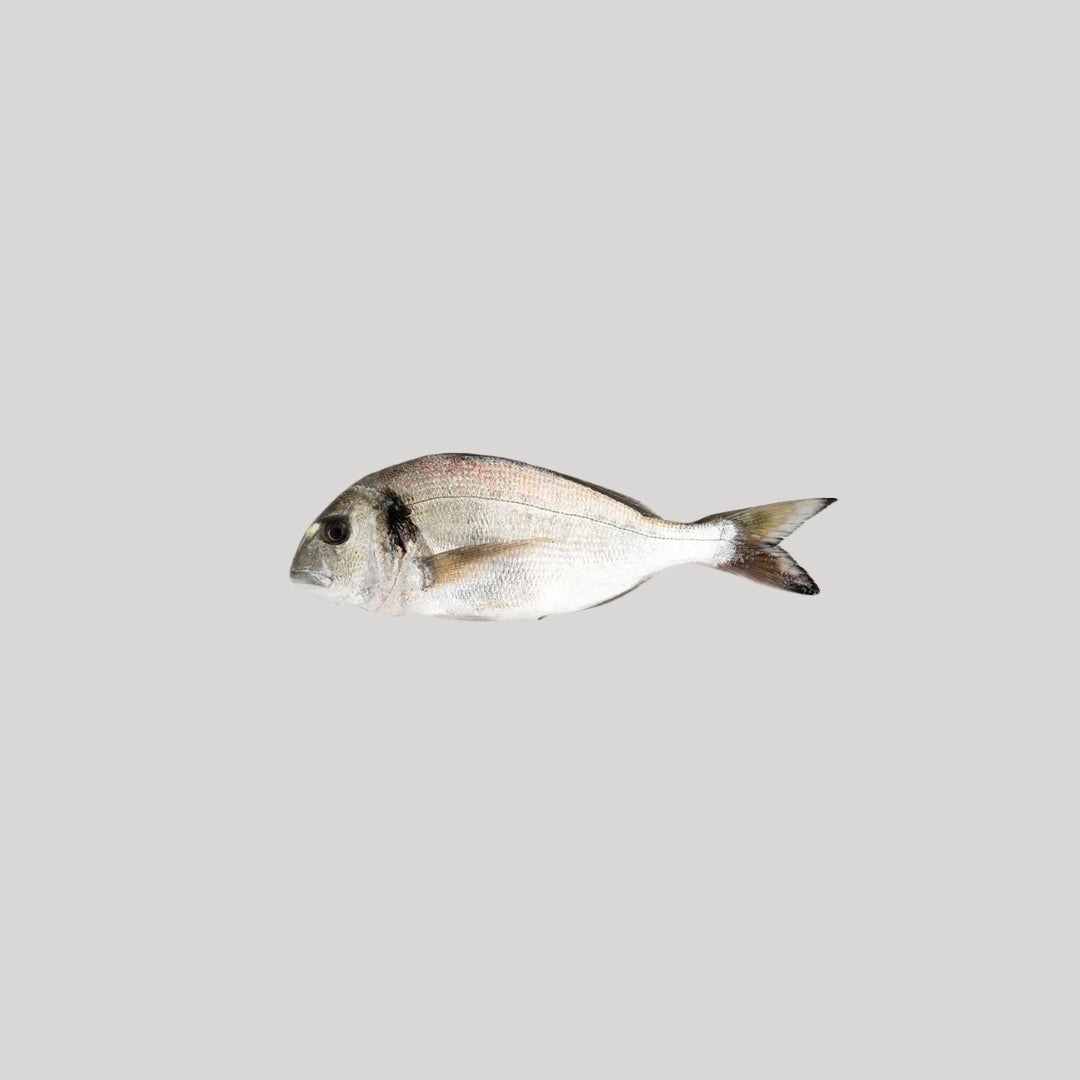 Orata pescata
