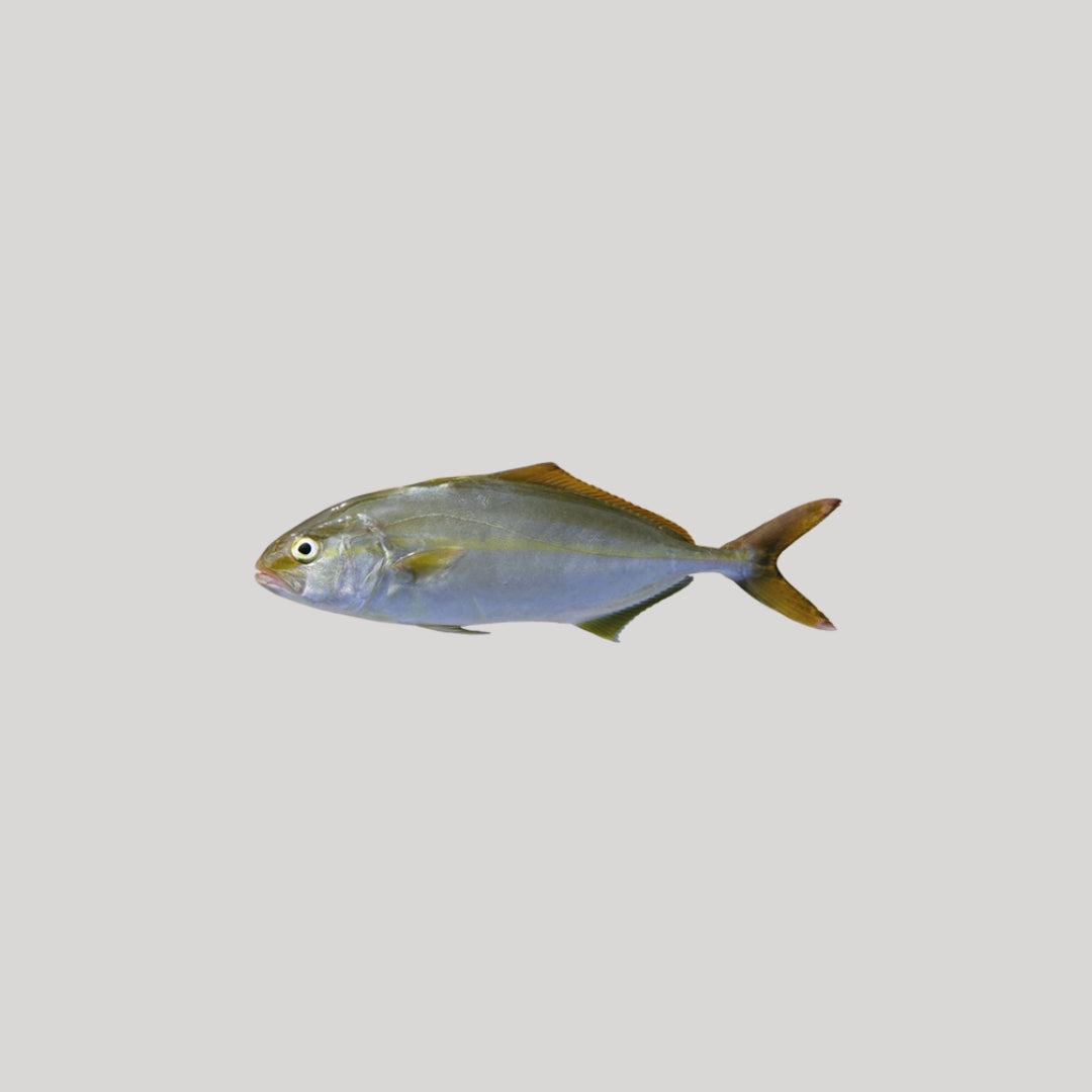 Ricciola pescata