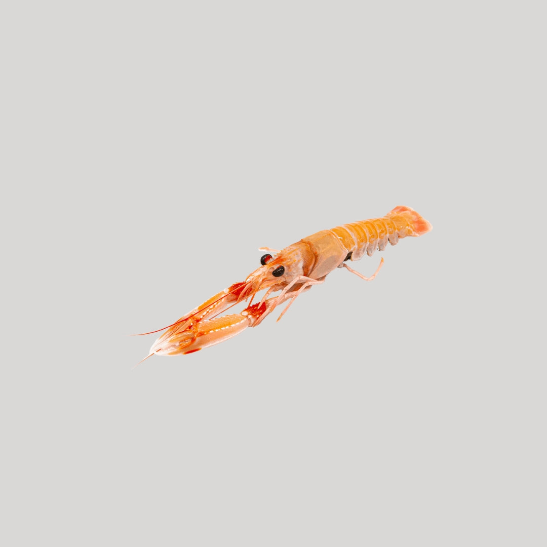 Scampi freschi